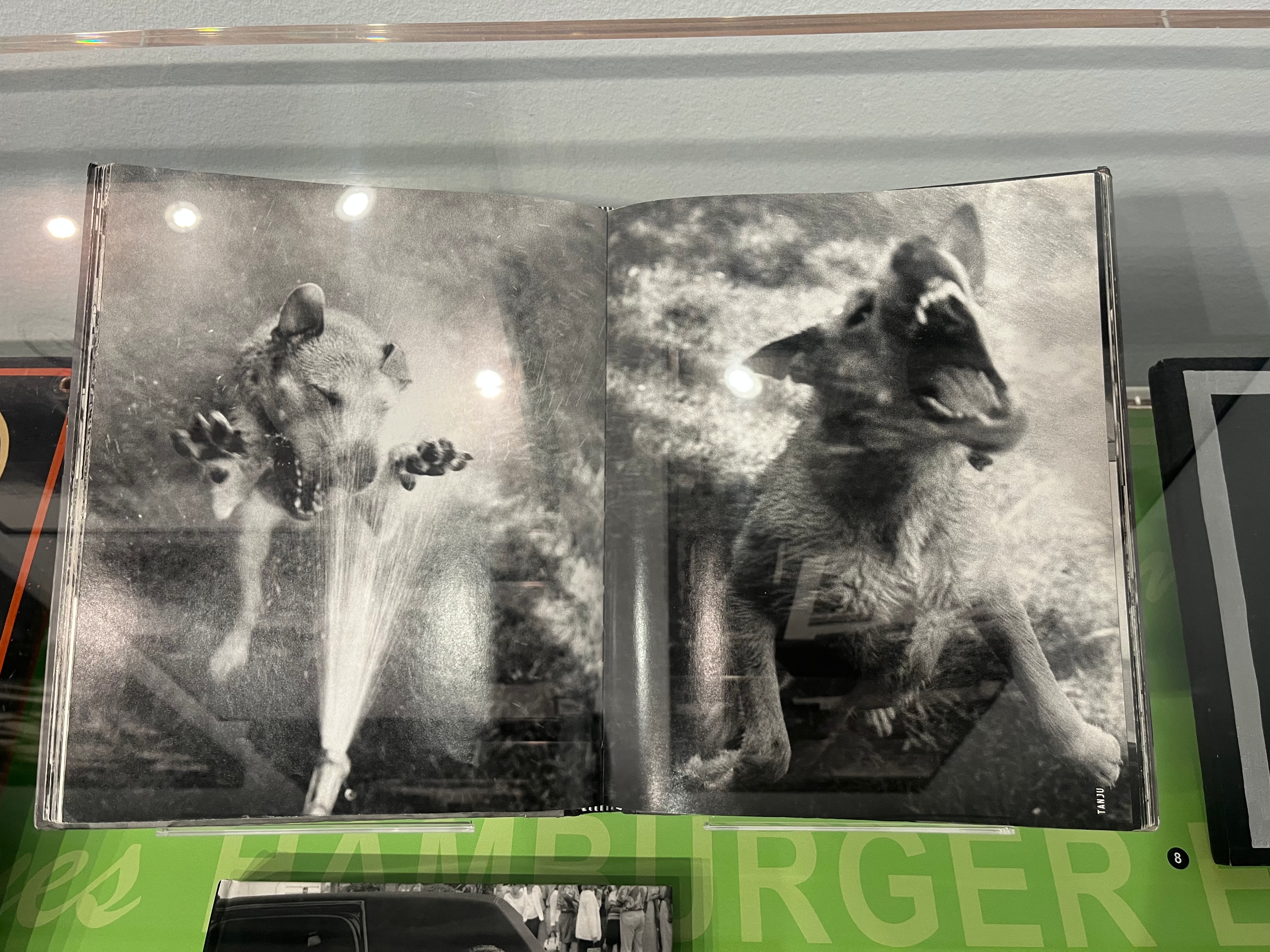 photobook pages of two dogs